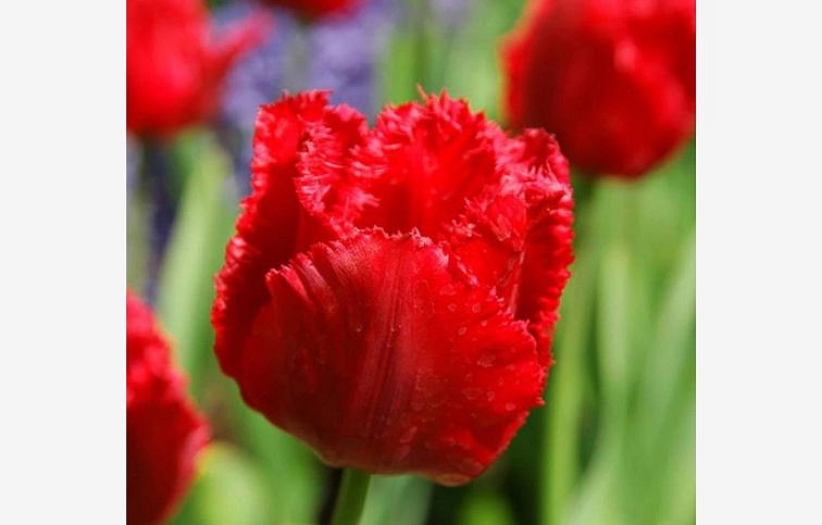 Tulipán Crystal Beauty 3 ks v kont. 0,5 l