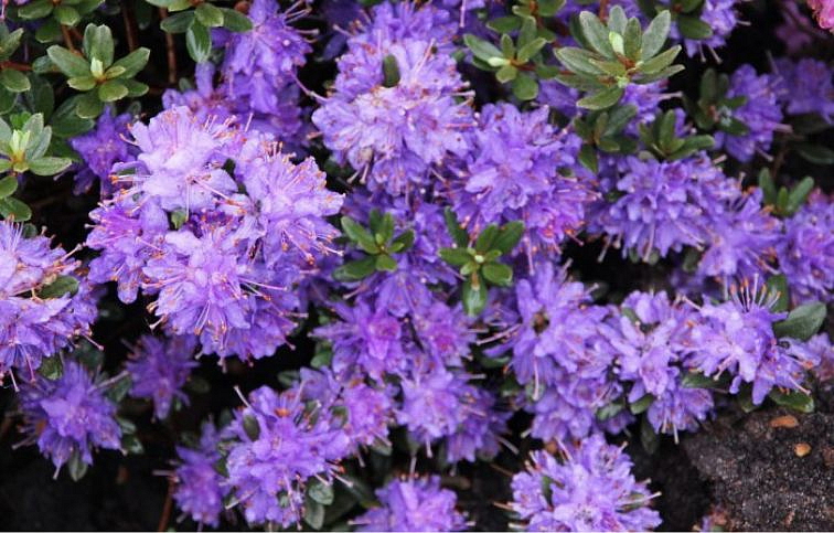 Rododendron drobnolistý Azurika 20-30 cm, kont. p17