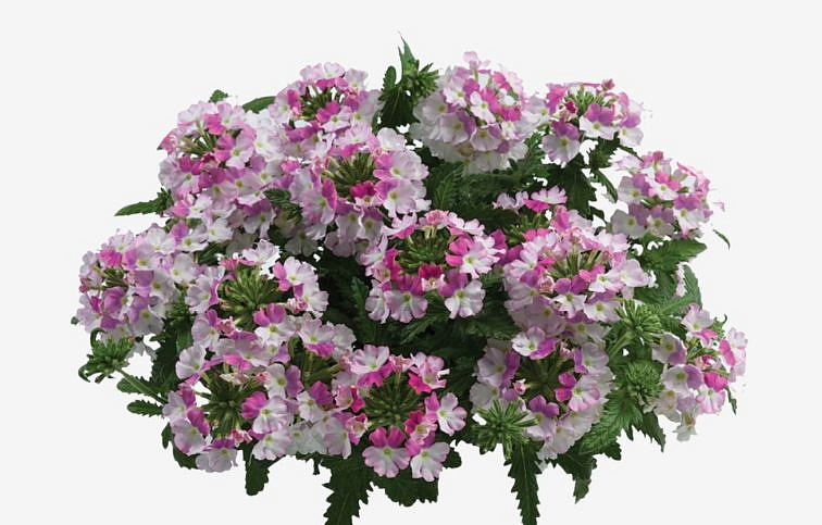 Železník Vanessa Compact Bicolor Rose - Verbena, kont. 0,5 l