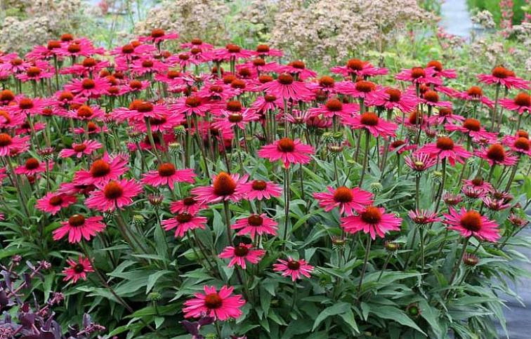 Echinacea purpurová Kismet Raspberry, kont. 1 l