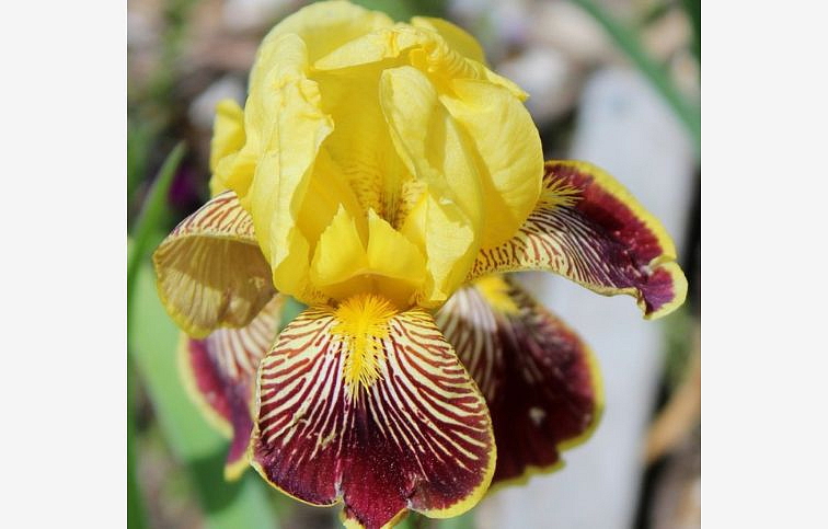 Kosatec nemecký Flammenschwert - Iris germanica, kont. p11