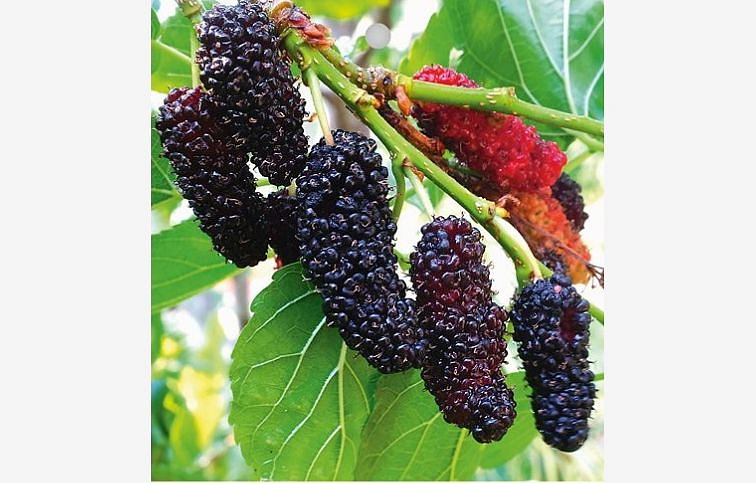Moruša čierna Matsunaga Mojo Berry 60-90 cm, kont. 2 l