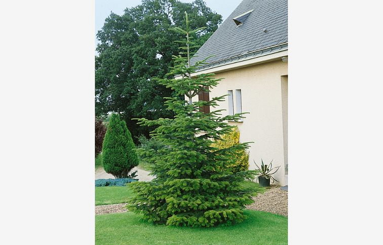 Jedľa normandská 30-50 cm, kont. 5 l