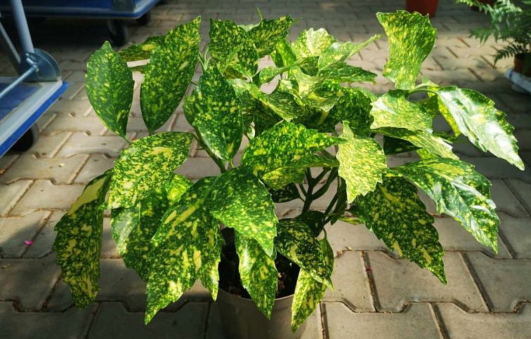 Aukuba japonská Variegata 30-40cm, kont. p17