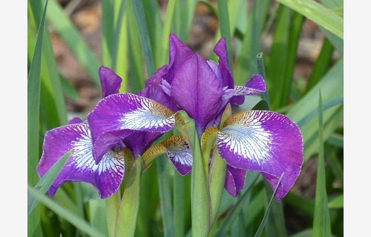 Kosatec sibírsky Currier - Iris sibirica, kont. p11