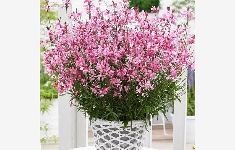 Gaura lindheimerova Baby Butterfly Dark Pink, kont. 0,5 l