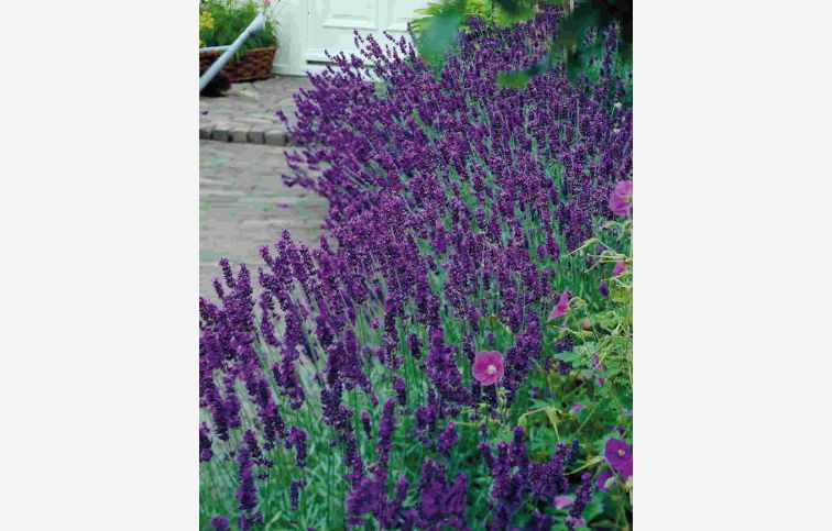 Levanduľa úzkolistá Hidcote Purple - Lavandula angustifolia, kont. p10,5