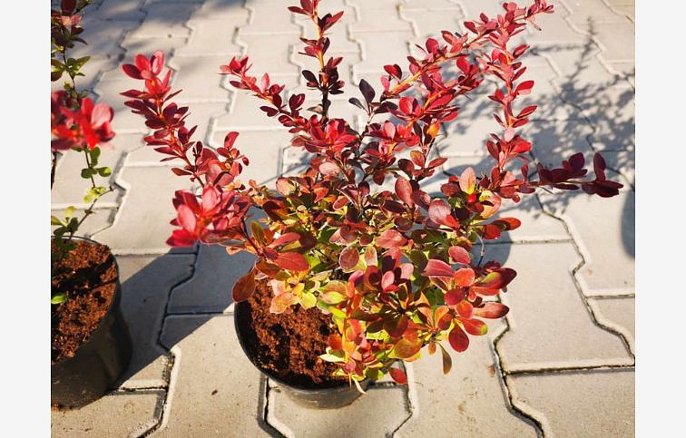 Dráč Thunbergov Atropurpurea 20-30 cm, kont. 2 l