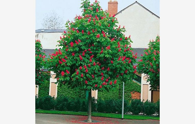 Pagaštan pleťový Briottii 300-400 cm, obvod kmeňa 8-10cm, kont. 45 l