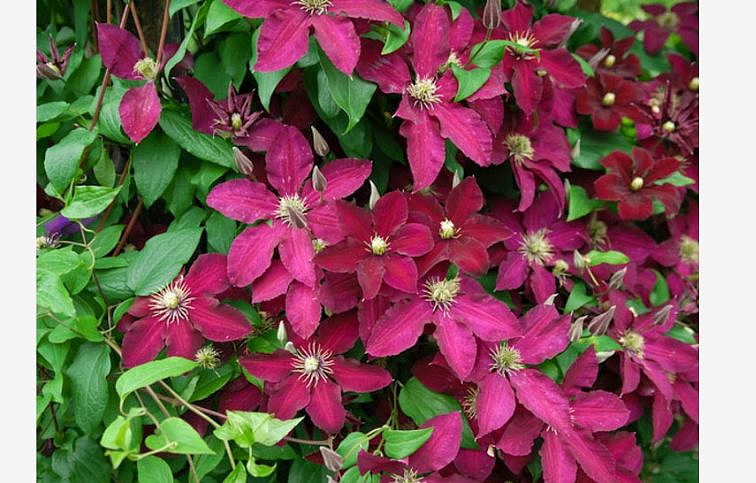 Plamienok veľkokvetý Ernest Markham 50-60 cm - Clematis, kont. p14