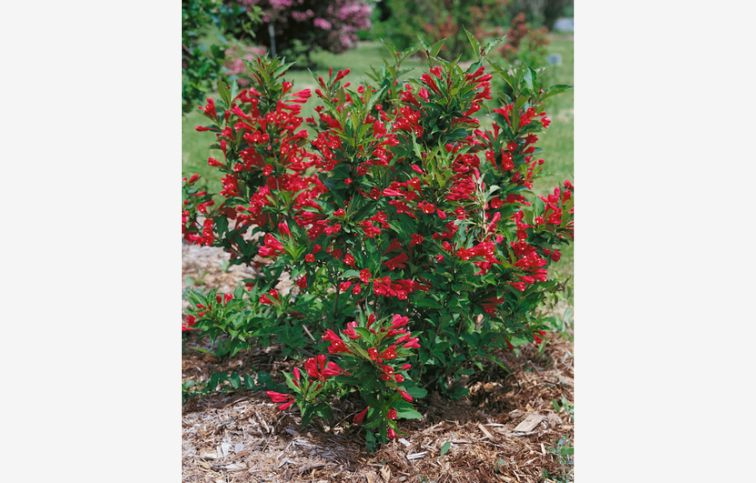 Vajgela Red Prince 20-30cm - Weigela kont. 3 l