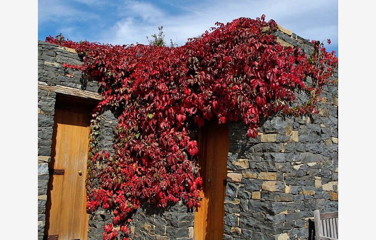 Pavinič päťlistý 40-70cm - Parthenocissus quinquefolia kont. 1,5 l