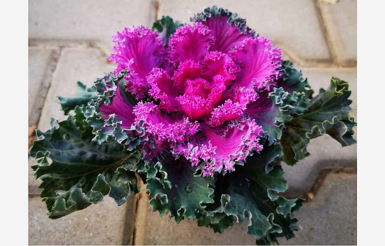 Okrasná kapusta kučeravá fialová, kont. p10,5