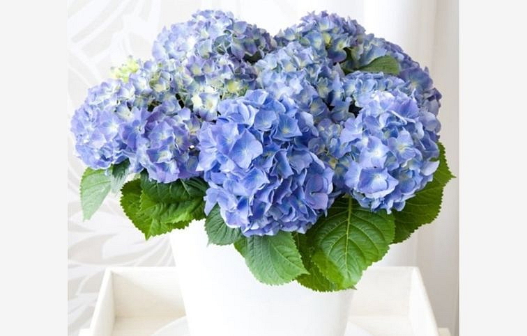 Hortenzia kalinolistá Mophead Blue cca 30 cm, kont. p14