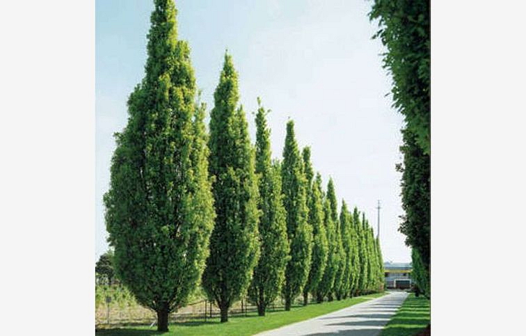 Dub letný FASTIGIATA 80-120 cm, kont. 5 l