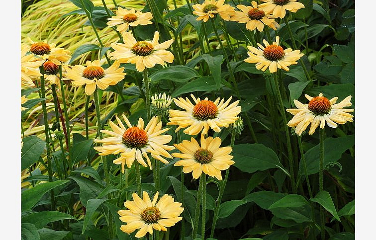 Echinacea purpurová Aloha, kont. 1 l