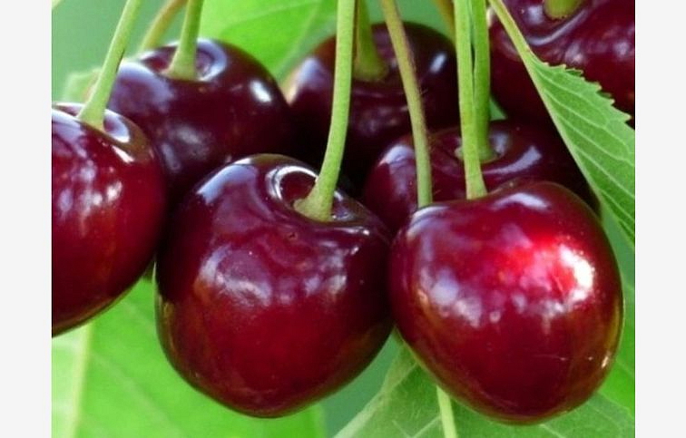 Čerešňa Durona na cca 100-110cm kmeni, výška 140-160cm, obv. km. 6-8cm, kont. 10 l