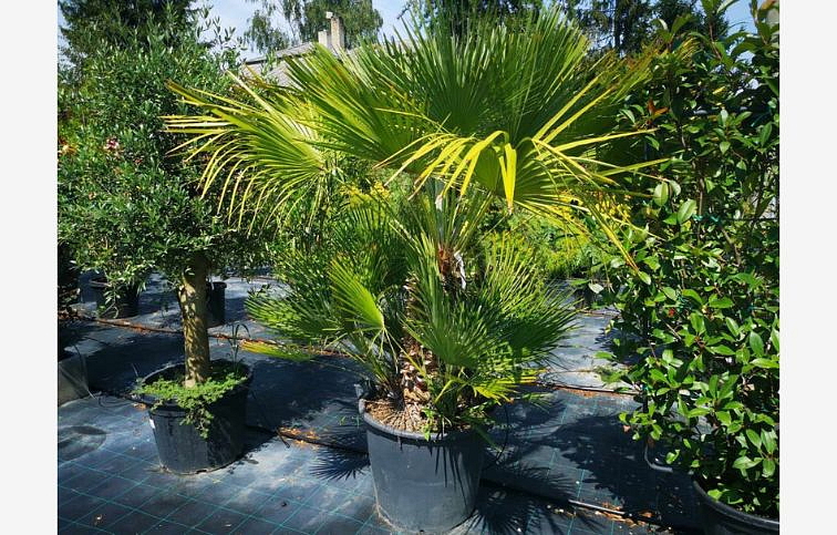 Chamaerops humilis 140-160cm, kont. 90 l