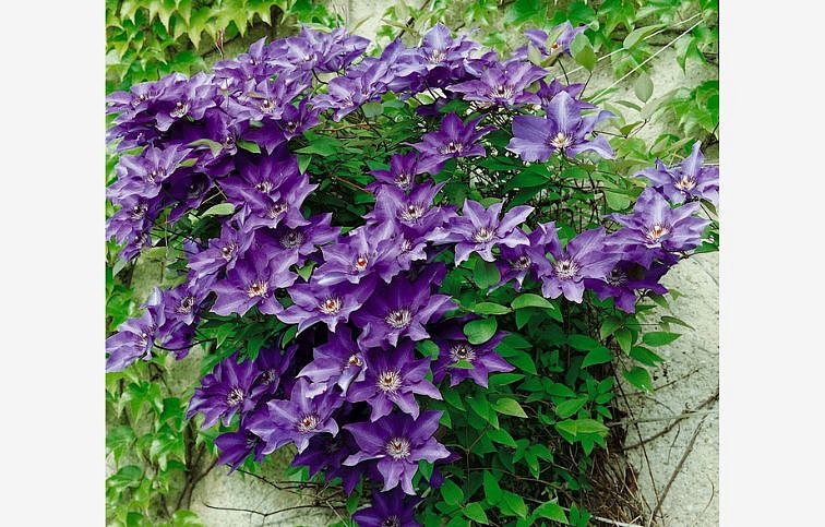 Plamienok The President 50-60 cm - Clematis, kont. p15