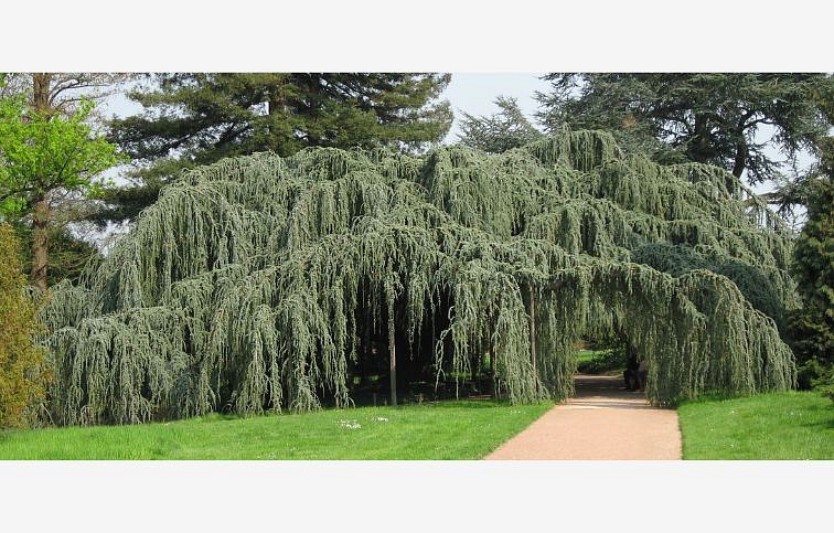 Céder atlantský GLAUCA PENDULA 100-120 cm rozvetvený, kont. 9 l