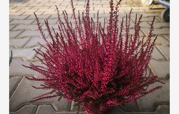 Vres Garden Girls farbený ružový, kont. p11