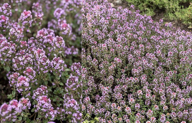 Materina dúška citrónová Sambesi - Thymus citriodorus, kont. 0,5 l