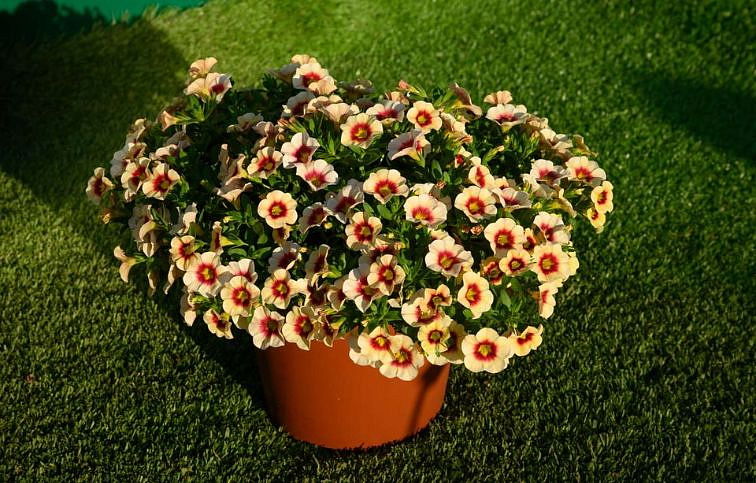 Minipetúnia Million Bells Eyeconic Apricot - Calibrachoa, kont. 0,5 l