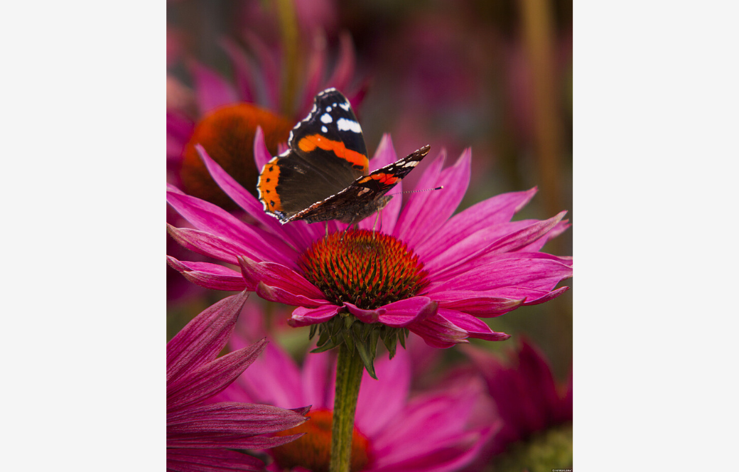 Echinacea purpurová JS Roho, kont. 1 l