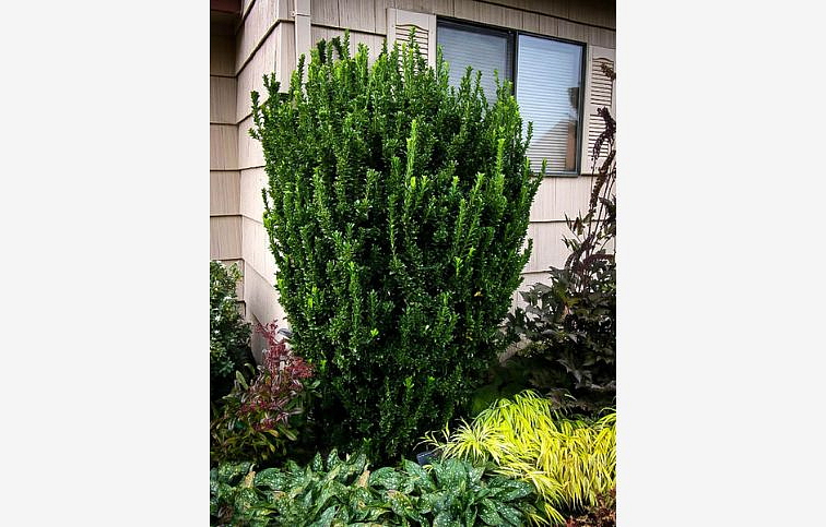 Bršlen japonský Green Spire 15-20cm, kont. 2 l