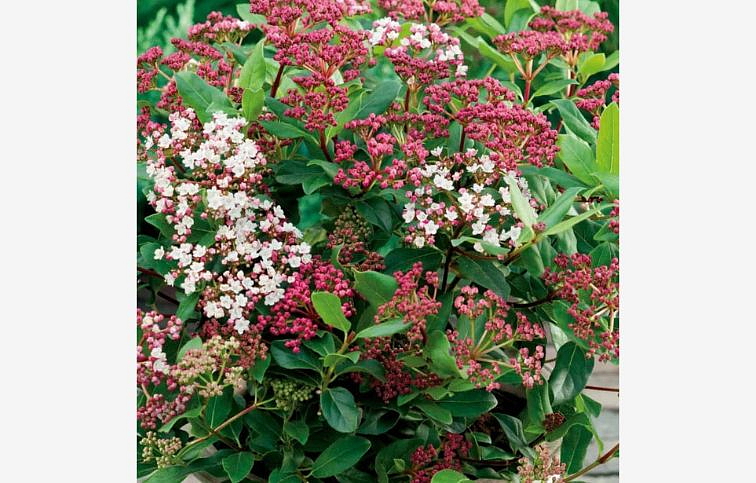 Kalina vavrínolistá Eve Price 20-30cm - Viburnum tinus kont. 2 l