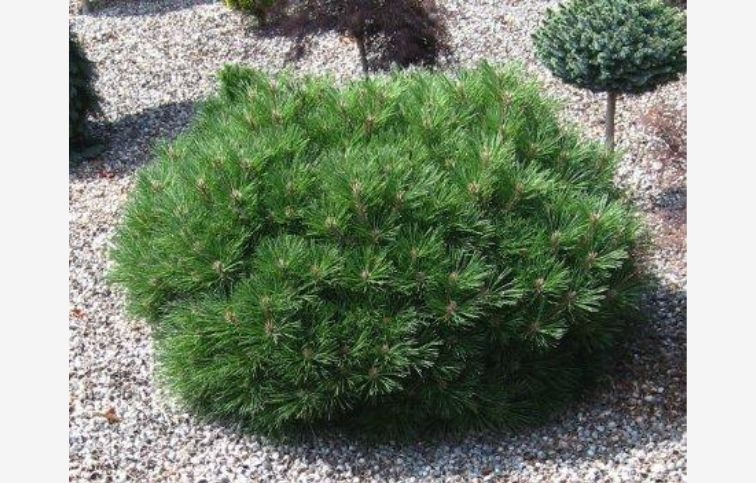 Borovica čierna PIERRICK BREGEON, výška 30cm, priemer 30cm, kont. 9 l