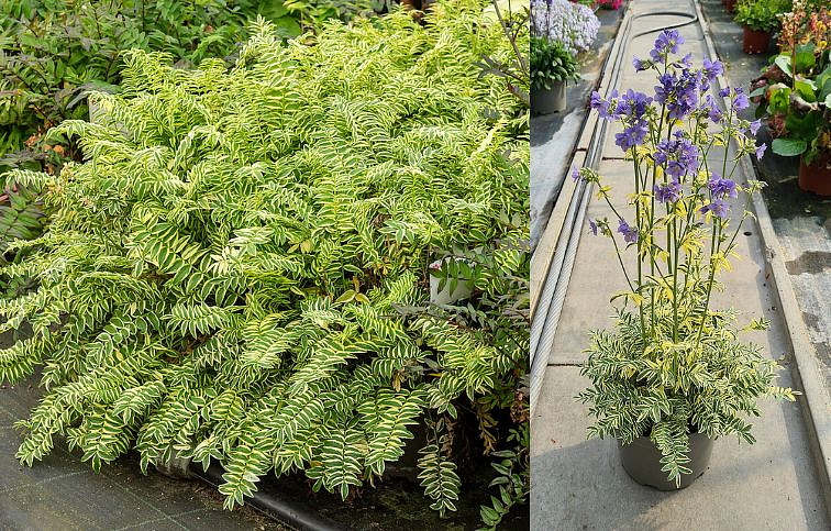 Vojnovka Brise dAnjou - Polemonium, kont. 1 l