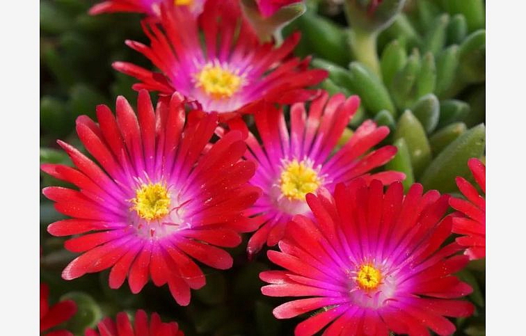 Poludňovka Jewel of Desert Garnet - Delosperma, kont. 0,5 l