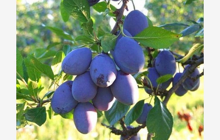 Slivka California Blue na cca 100-110cm kmeni, výška 140-160cm, obv. km. 8-10cm, kont. 10l