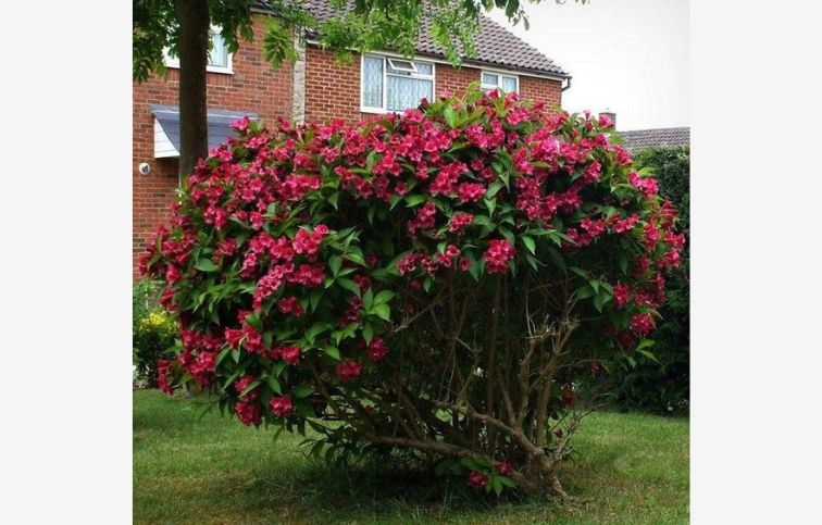 Vajgela Eva Rathke 20-30cm - Weigela kont. 3 l