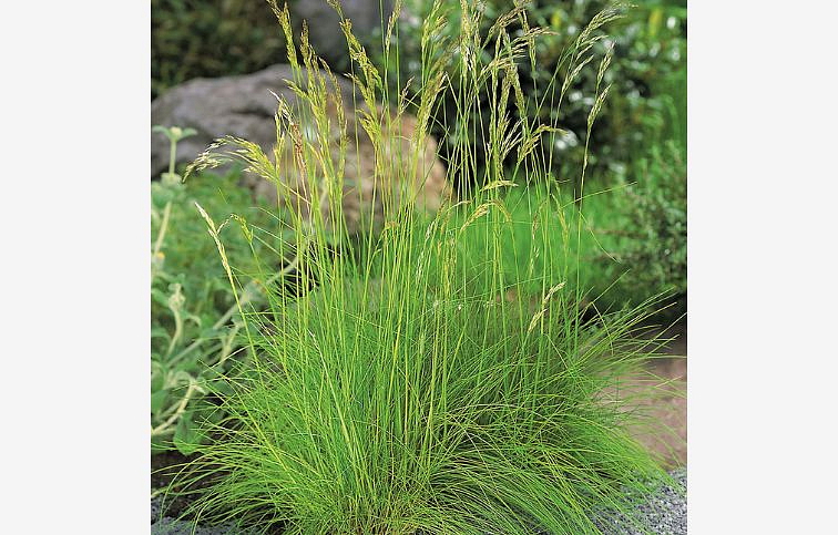 Deschampsia Amilime, kont. p10,5