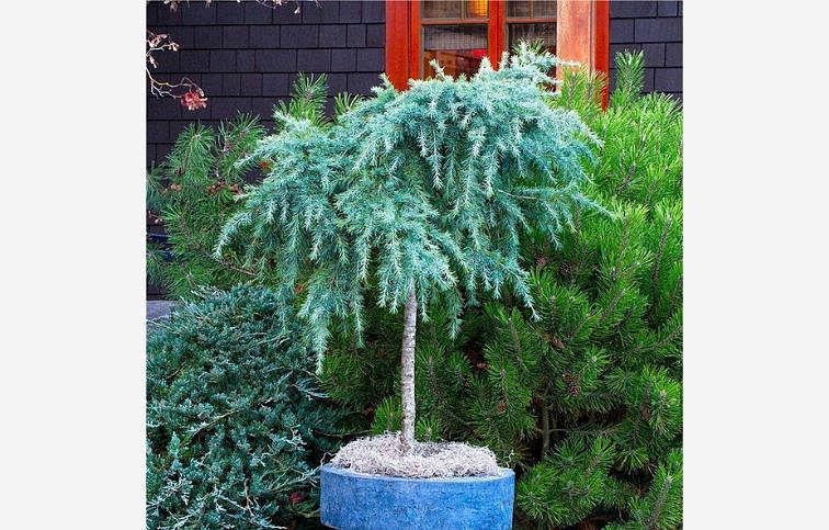 Céder himalájsky FEELING BLUE na kmienku 60-70 cm, kont. 5 l