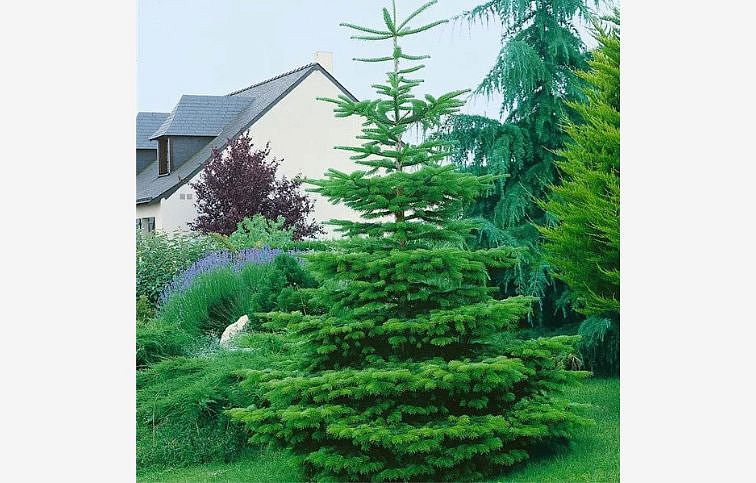 Jedľa biela 50-60cm - Abies alba kont. 3 l