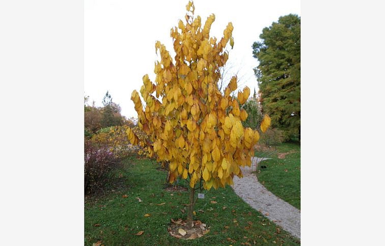 PAW-PAW - ASIMINA TRILOBA 120-140 cm, kont. 9 l