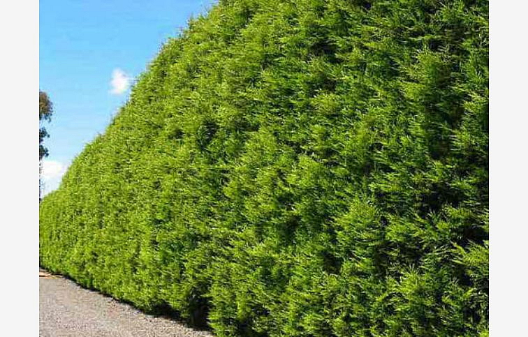 Cyprusovec leylandský Castlewellan 30-50cm - Cupressocyparis leylandii kont. 2 l