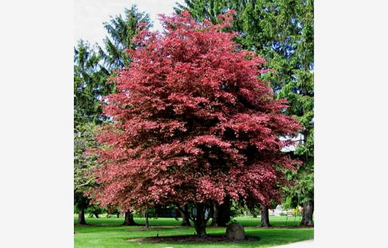 Buk lesný Purpurea Tricolor 120-160 cm, kont. C3