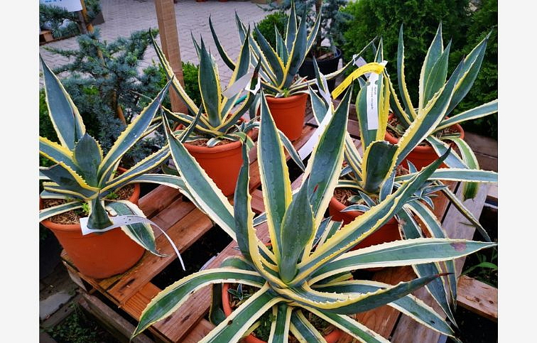 Agave AMERICANA VARIEGATA 30-40 cm, kont. 7,5 l