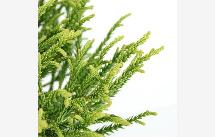 Kryptoméria japonská Little Champion cca 20 cm, kont. C2,5