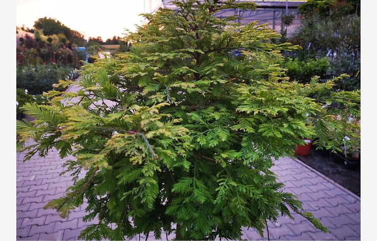 Metasekvoja glyptostroboides HAMLETS BROOM na kmienku 140-150 cm, kont. 15 l
