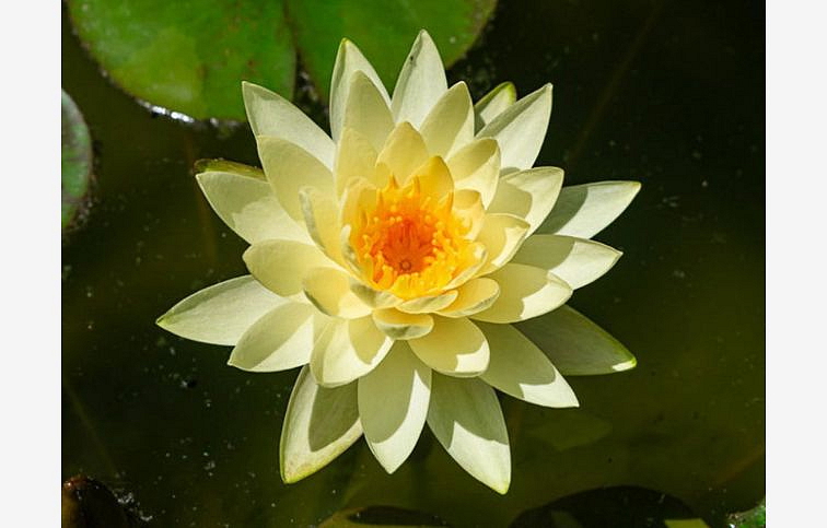 Lekno Marliacea Chromatella Cream, kont. p11