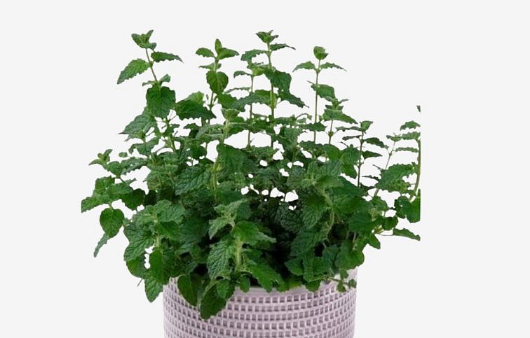 BIO Mäta pieporná Strawberry Mint, kont. p12