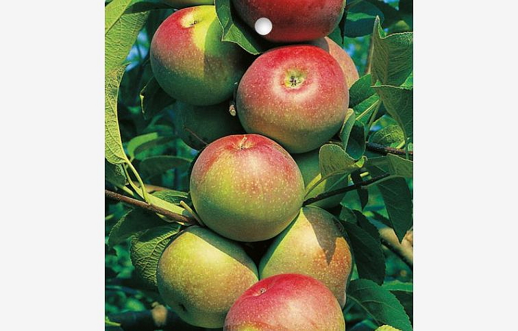 Jabloň stĺpovitá Cumulus, podpník M7, voľnok.