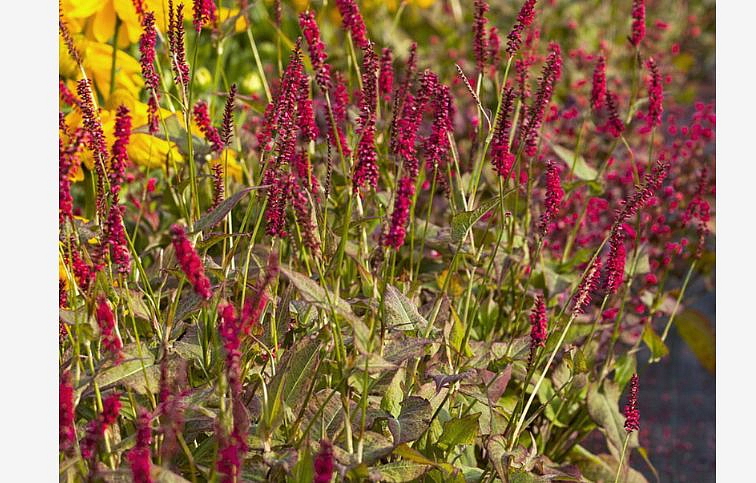 Horčiak Dark Red - Persicaria amplexicaulis, kont. 1 l