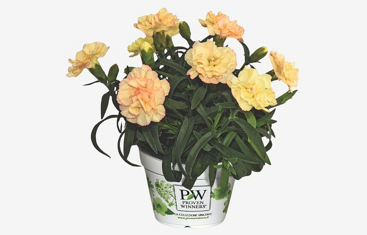 Klinček Pinocchio Sole - Dianthus, kont. 0,5 l