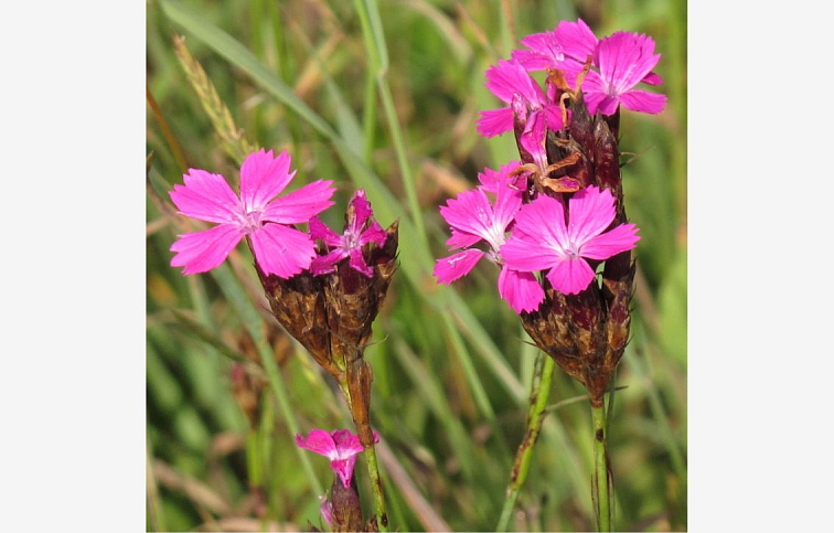 Klinček kartuziánsky - Dianthus carthusianorum, kont. 0,5 l